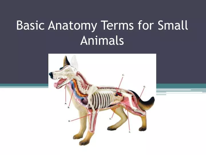 basic anatomy terms for small animals