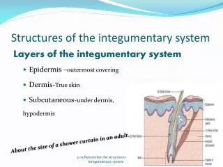 Structures of the integumentary s ystem