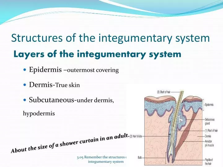 structures of the integumentary s ystem