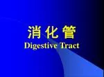 消 化 管 Digestive Tract - slide 1