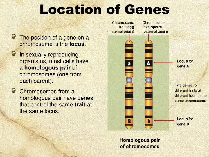 location of genes