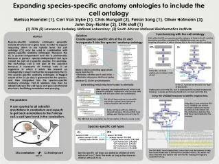 Expanding species-specific anatomy ontologies to include the cell ontology