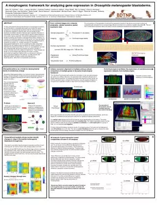 A morphogenic framework for analyzing gene expression in Drosophila melanogaster blastoderms.