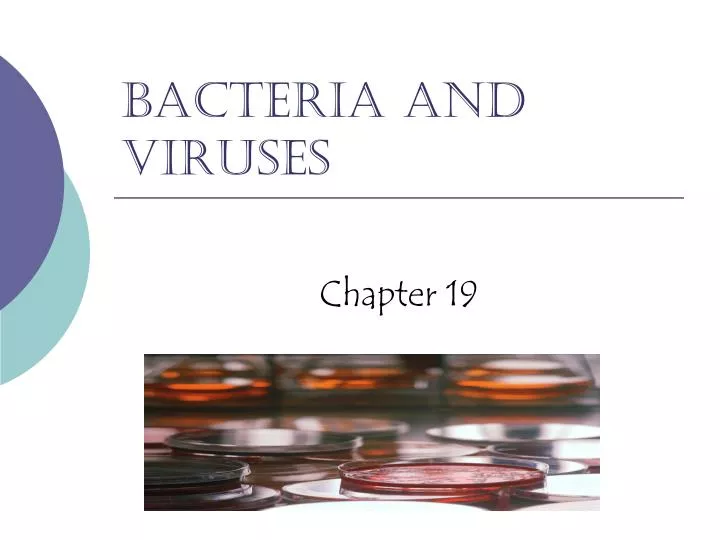 bacteria and viruses