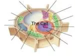 The Cell - slide 1