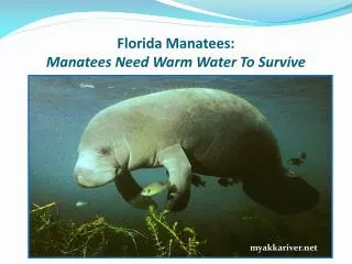 Florida Manatees: Manatees Need Warm Water To Survive