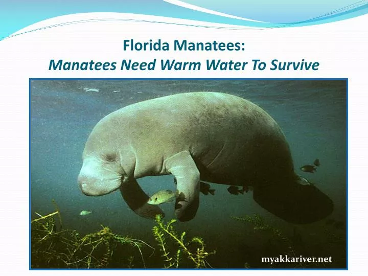 florida manatees manatees need warm water to survive
