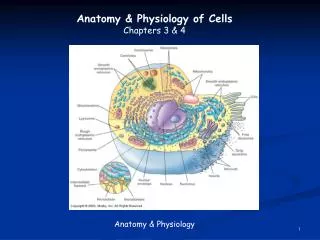 Anatomy &amp; Physiology of Cells Chapters 3 &amp; 4 Anatomy &amp; Physiology