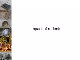 Impact of rodents