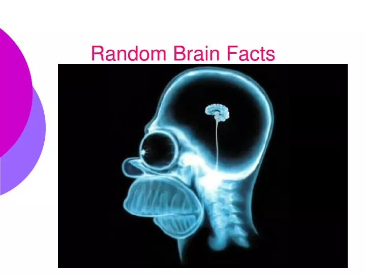 random brain facts