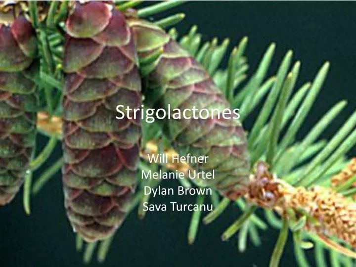 strigolactones