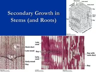 Secondary Growth in Stems (and Roots)