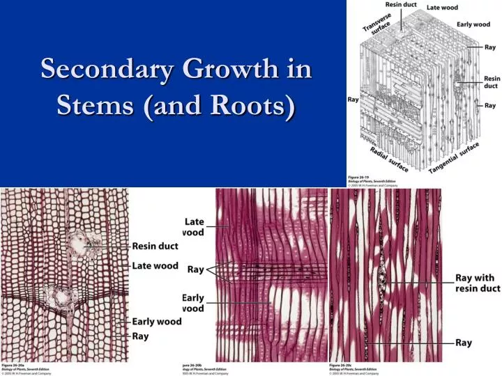 secondary growth in stems and roots