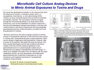 Microfluidic Cell Culture Analog Devices to Mimic Animal Exposures to Toxins and Drugs
