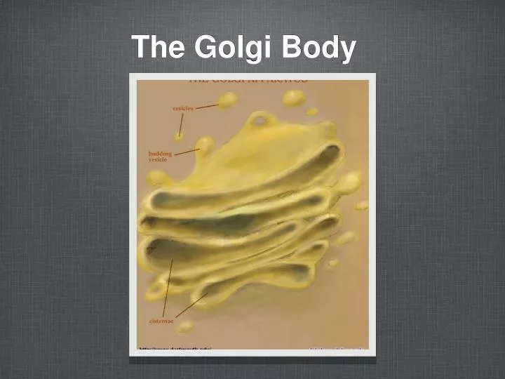 the golgi body
