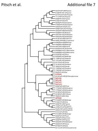 pitsch et al additional file 7