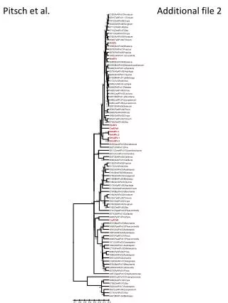 pitsch et al additional file 2