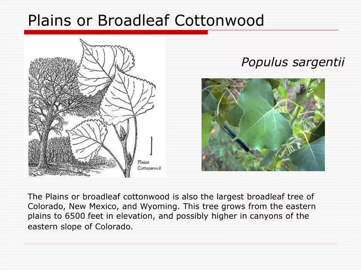 plains or broadleaf cottonwood