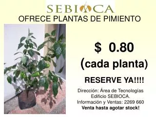 ofrece plantas de pimiento