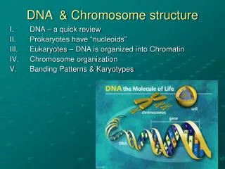 DNA &amp; Chromosome structure