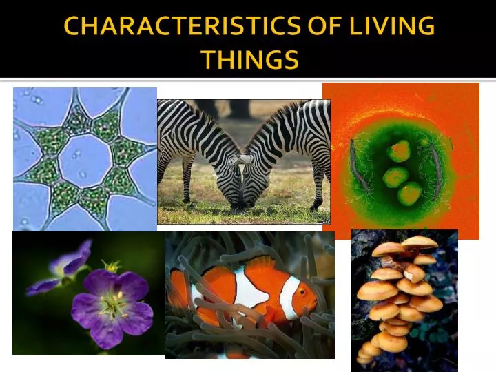 characteristics of living things