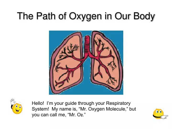 the path of oxygen in our body