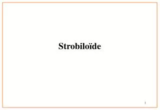 strobilo de