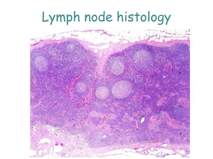 lymph node histology