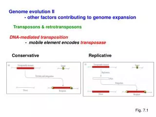 Genome evolution II 	- other factors contributing to genome expansion