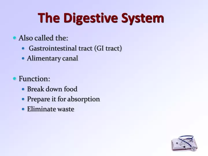 the digestive system