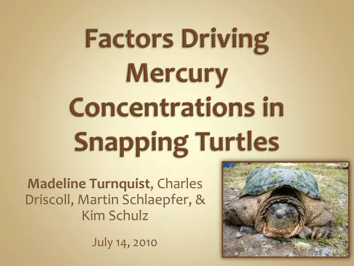 factors driving mercury concentrations in snapping turtles