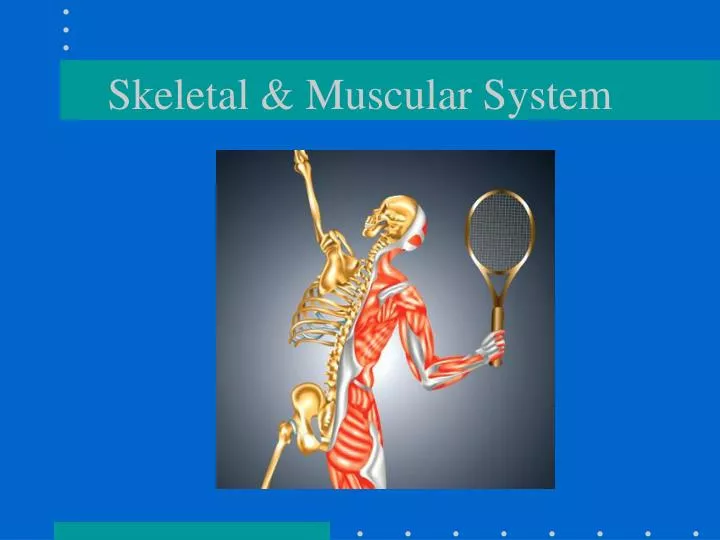 skeletal muscular system