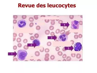 revue des leucocytes