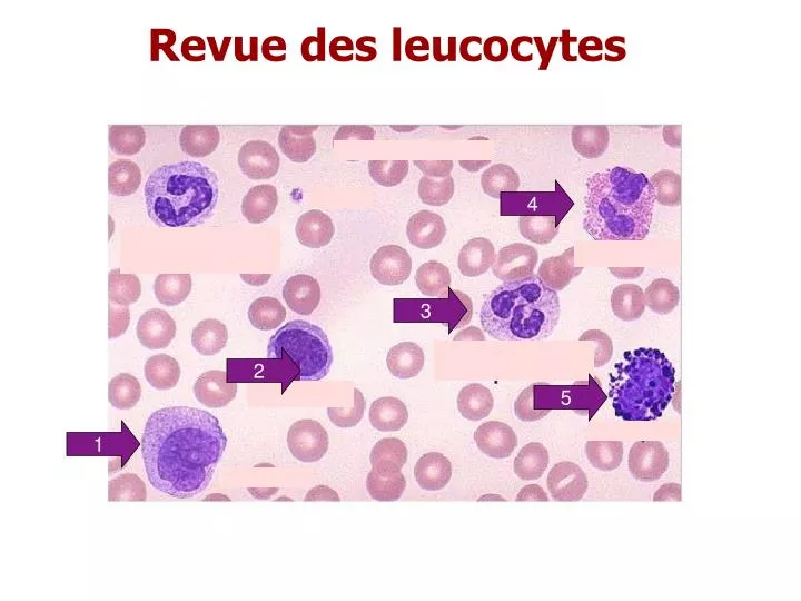 revue des leucocytes