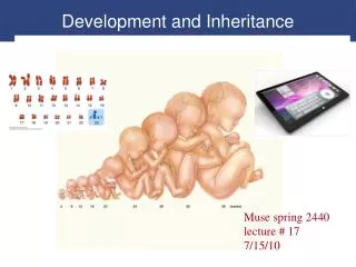 Development and Inheritance