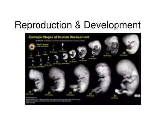 Reproduction &amp; Development