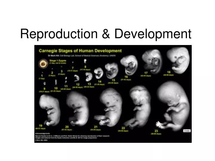 reproduction development