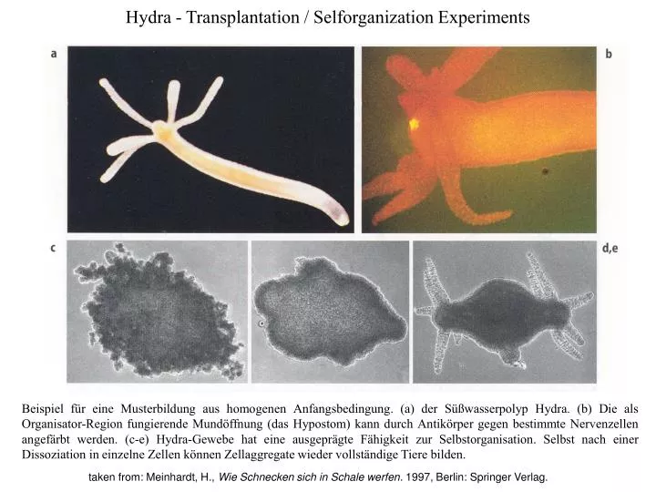 hydra transplantation selforganization experiments