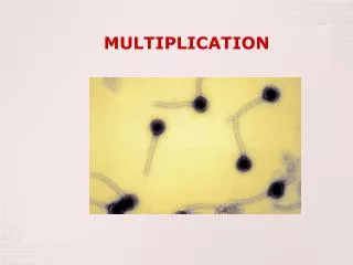 MULTIPLICATION