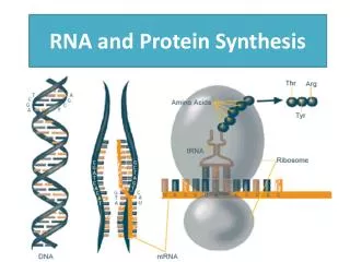 RNA and Protein Synthesis