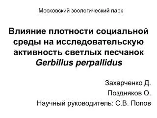 gerbillus perpallidus
