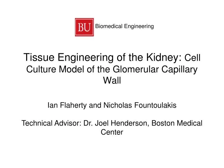 tissue engineering of the kidney cell culture model of the glomerular capillary wall