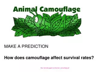 MAKE A PREDICTION How does camouflage affect survival rates?