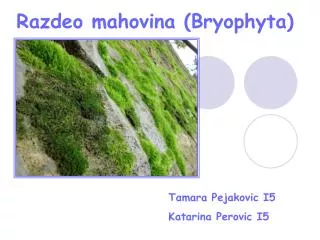 Razdeo mahovina (Bryophyta)