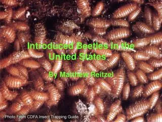 Introduced Beetles in the United States