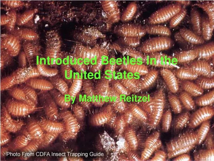 introduced beetles in the united states