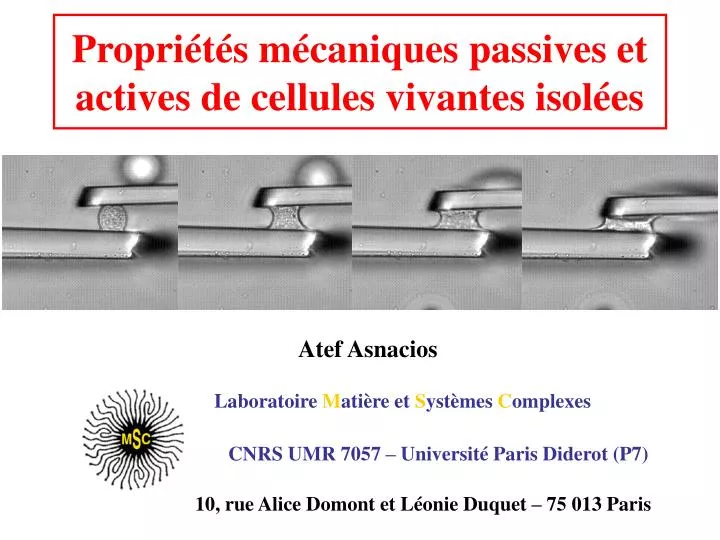 propri t s m caniques passives et actives de cellules vivantes isol es