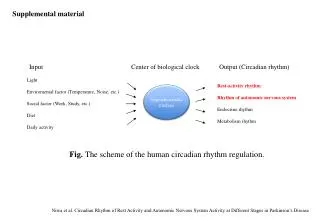 Fig. The scheme of the human circadian rhythm regulation.