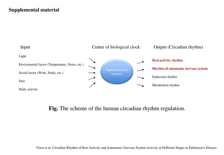fig the scheme of the human circadian rhythm regulation