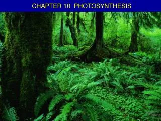 CHAPTER 10 PHOTOSYNTHESIS